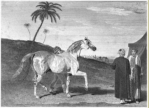 Le Wellesley Arabian dans le désert, d'après une reproduction de peinture publiée dans The Sportsman's Repository, 1831.
