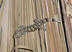 Le grand mabouya (Thecadactylus rapicauda)