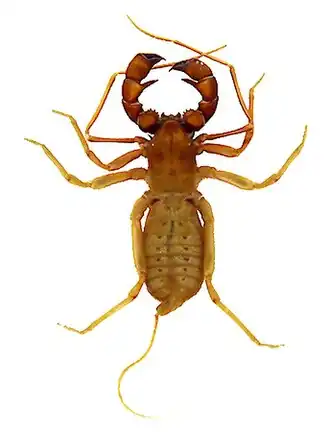 Description de l'image Thelyphonus sepiaris - 5455.jpg.