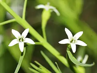 Description de l'image Thesium rostratum (1).JPG.