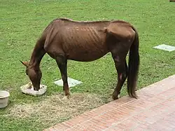 Chez ce cheval très maigre, la pointe de la hanche et la ligne de la colonne vertébrale sont saillantes