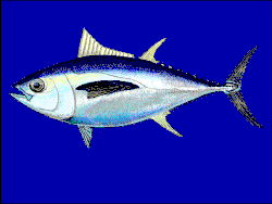 Thunnus obesus.