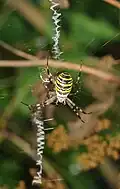 Stabilimenta d'une Argiope bruennichi.