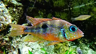 Femelle avec une coloration rouge notamment ventrale plus soutenue.