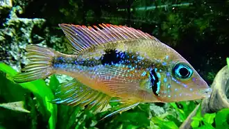 Mâle, sa taille est plus grande que celle de la femelle.