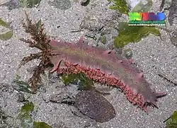 Colochirus quadrangularis.