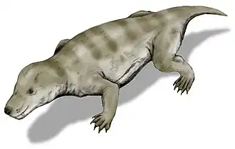 Reconstitution de Thrinaxodon.