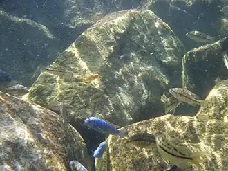 Labeotropheus trewavasae "Thumbi West" - (au centre, de couleur bleue avec la nageoire dorsale rouge)