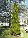 Une variété émeraude du Thuja occidentalis au parc arboretum municipal d'Épinal