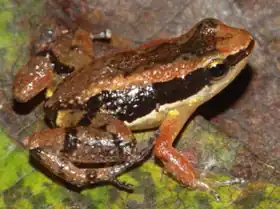 Description de l'image Tiago Ribeiro de Carvalho.png.