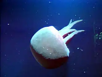 Une méduse d'eaux profondes (Tiburonia granrojo) cette espèce de Scyphoméduse a été découverte en 1993 en Californie par 1&nbsp;500&nbsp;mètres de fond. Elle se caractérise par une couleur rougeâtre et des bras buccaux d'un nombre variant de 4 à 7.