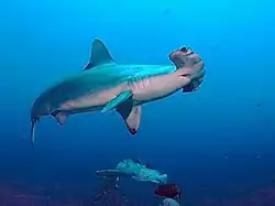 Sphyrna lewini, un Sphyrnidae