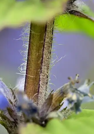 La tige carrée de la Bugle rampante n'est pubescente que sur deux de ses quatre faces.