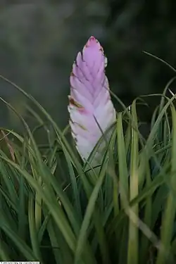 Description de l'image Tillandsia heteromorpha 1zz.jpg.