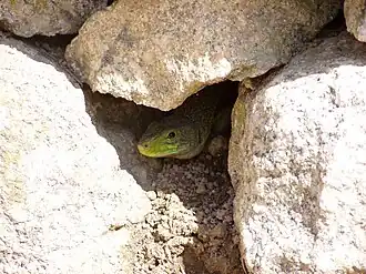Lézard ocellé dont on ne distingue que la tête dépassant d'anfractuosités de la roche