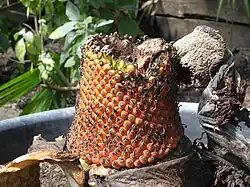 Fruits en cours de maturation