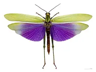 Titanacris Albipes - Guyane.