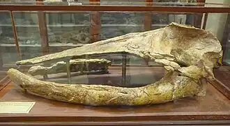 Crâne fossile de Titanocetus sammarinensis