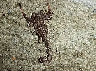 Description de l'image Tityus boconoensis 153385082.jpg.