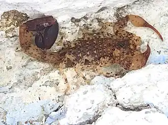 Description de l'image Tityus mattogrossensis 90696191.jpeg.