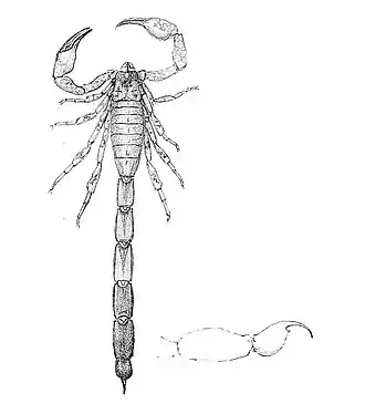 Description de l'image Tityus obtusus 1894.jpg.