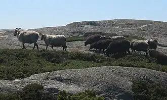 Troupeau sur l'île