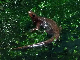 Description de l'image Tohoku salamander IMG 9945.jpg.
