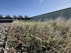 Toiture végétale extensive (sans arrosage) au mois d'octobre