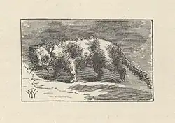 Vieux chat, yeux exorbités, des herbes dans la gueule, tête tournée vers le spectateur.