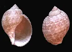Tonna maculosa