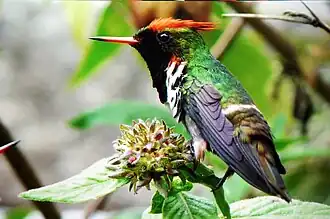 Description de cette image, également commentée ci-après