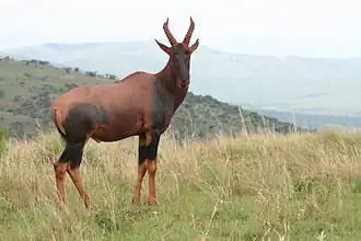 Parc national de l'Akagera, Rwanda (D. ugandae ?)