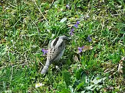 Oiseau cherchant sa nourriture dans une pelouse avec des violettes. Il est vu en plongée et de dos. Son dessus est gris, avec une barre longitudinale brune dans le dos, et un motif brun écailleux dans le bas du dos.