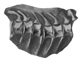 Dessin en noir et blanc de certaines vertèbres connectées d'un ichthyosaure.