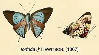 Description de l'image TorfridaHewitson1967OD.jpg.