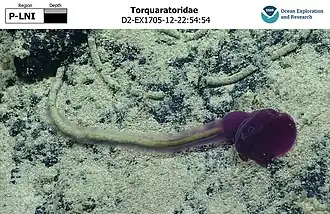 Description de l'image Torquaratoridae.jpg.