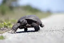Cette tortue Gophère  Polyphème déambule le long de la route de plage de la rampe de lancement 39B du centre spatial Kennedy de la NASA en Floride.