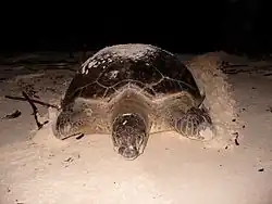 Tortue verte, on l'identifie à ses 2 écailles préfrontales allongées et son écaille nucale