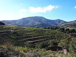 La tour Madeloc depuis les vignes de Cosprons.