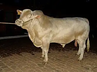 Image illustrative de l’article Canchim