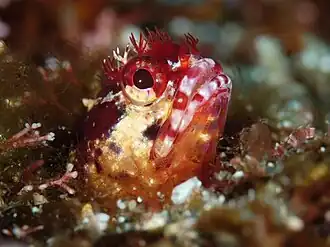 Description de l'image ToushimaRed.jpg.