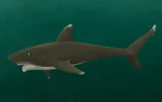 Description de l'image Toxoprion.png.