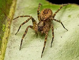 Description de l'image Toxopsoides erici 220354034.jpg.