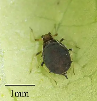Description de l'image Toxoptera aurantii.jpg.