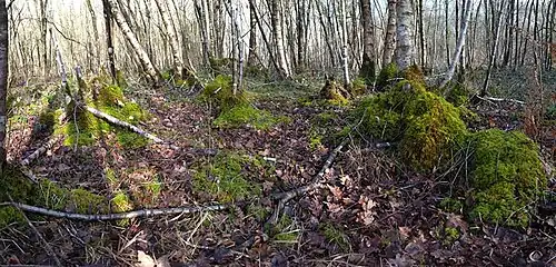 Vue de la Zone_3 en Février - Boulaie à sphaigne