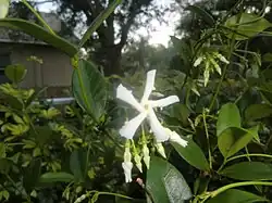 Détail de la fleur.