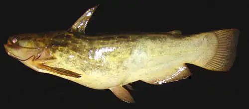 Trachelyopterus lucenai (Auchenipteridae)