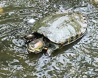 Description de l'image Trachemys callirostris.jpg.