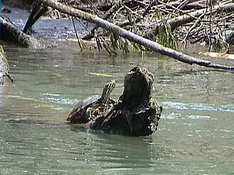 Description de l'image Trachemys scripta ornata02.jpg.