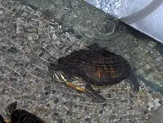 Description de l'image Trachemys scripta troosti.jpg.